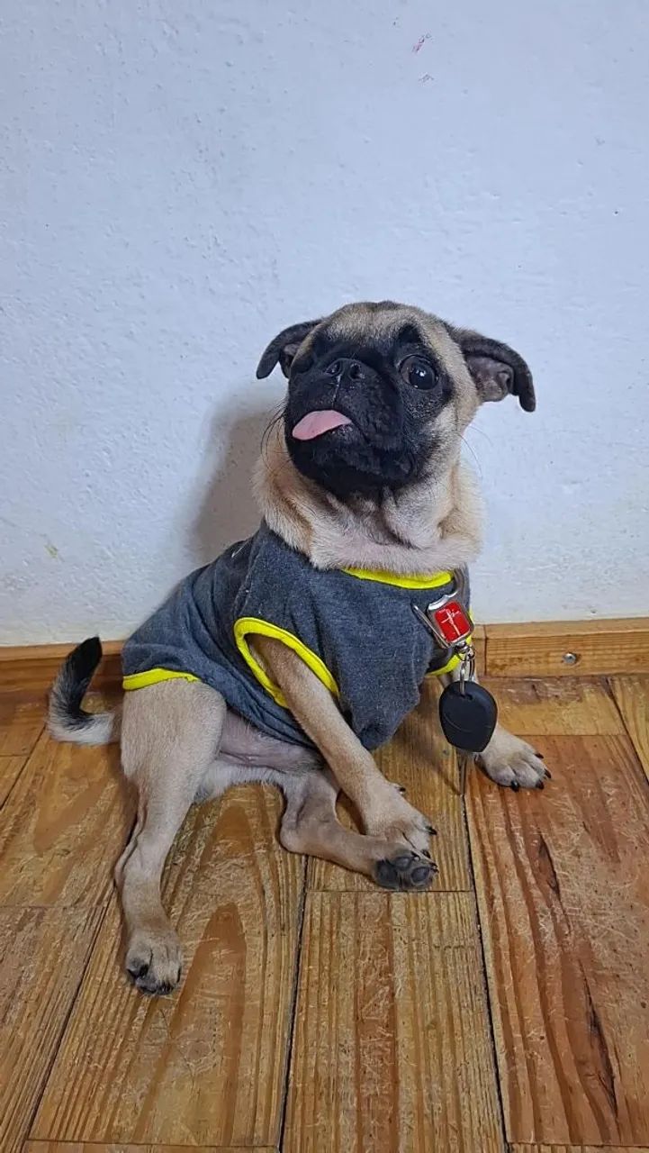 Pug Macho  - Foto 2