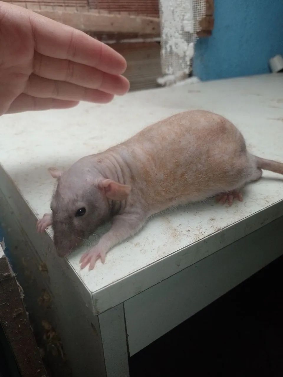 Rato Twister  - Foto 3