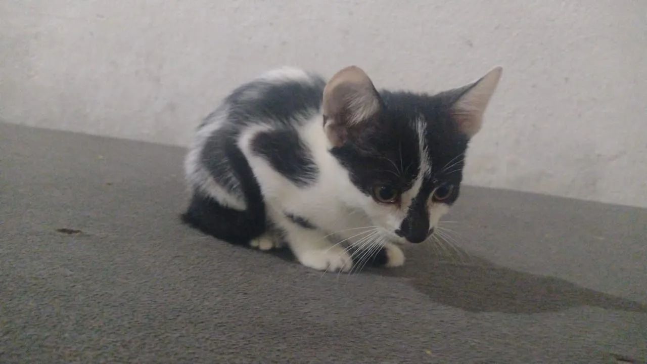Doar gatos - Foto 3