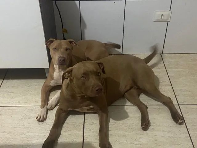 Filhotes de Pitbull - Foto 3