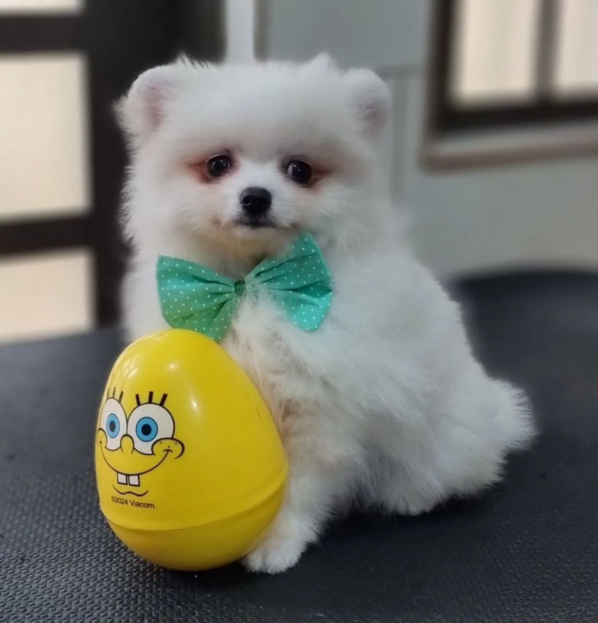 Spitz alemão machos  - Foto 3