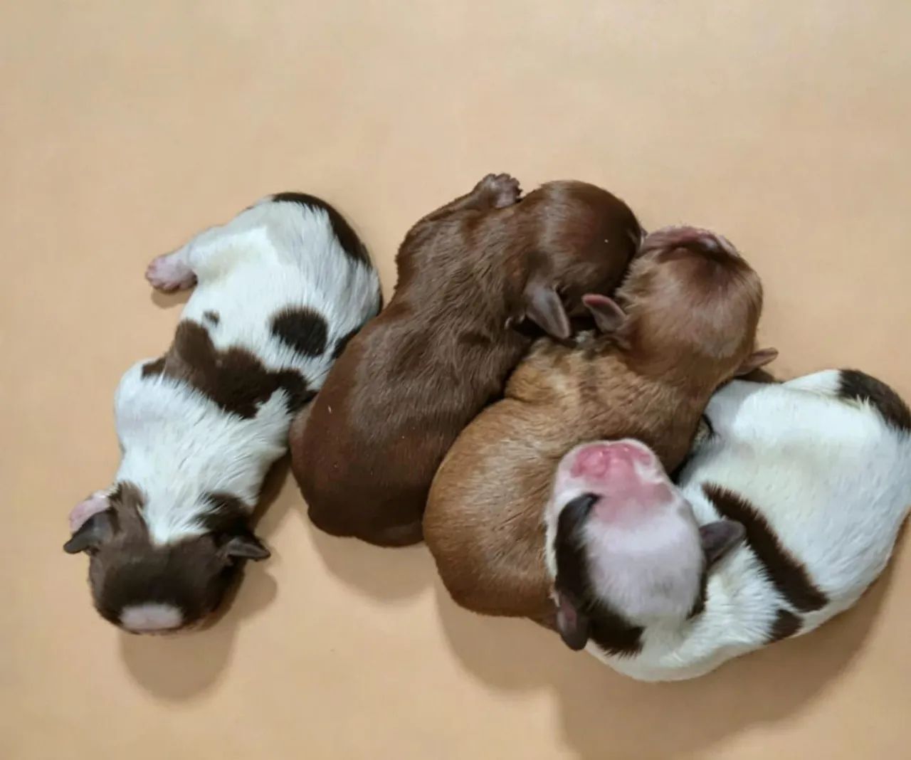 Shihtzu 
