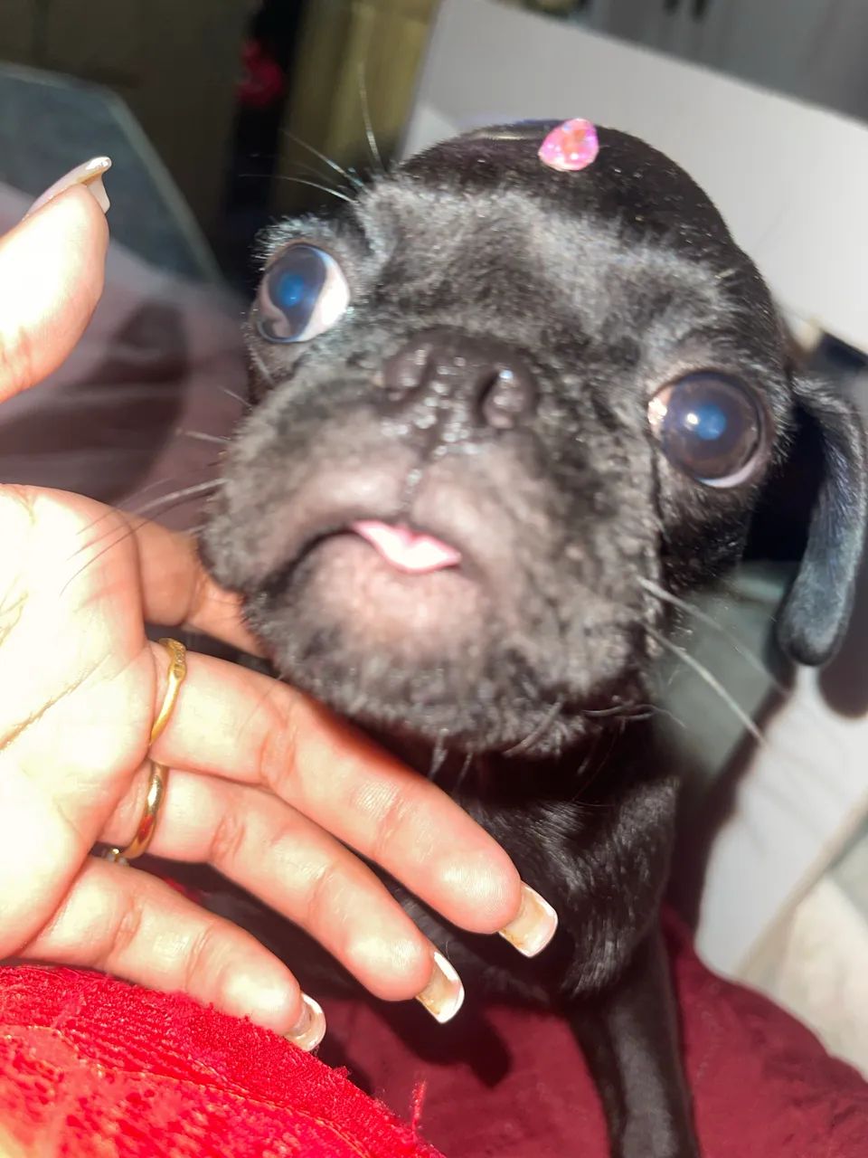 Pug fêmea  - Foto 4