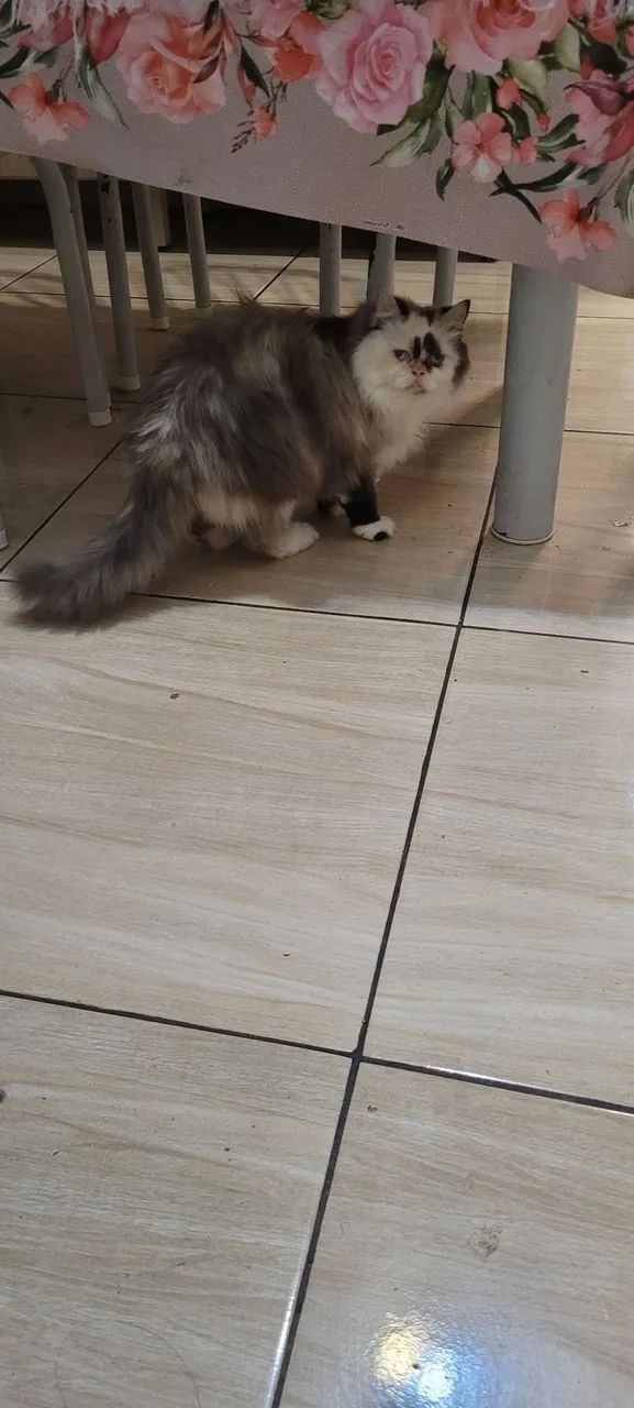 Gata persa - Foto 3
