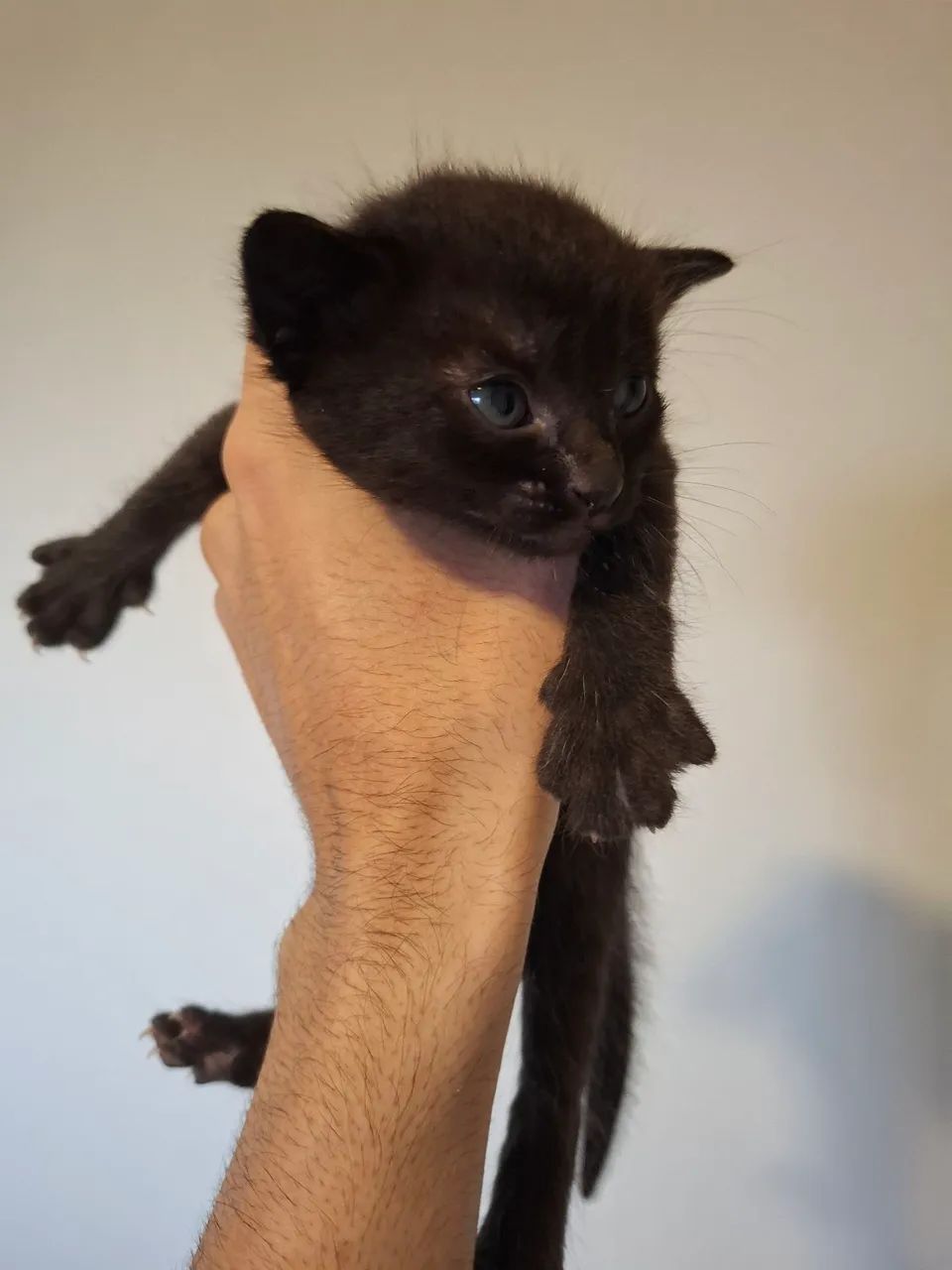 Doa-se filhote de gatos  - Foto 3