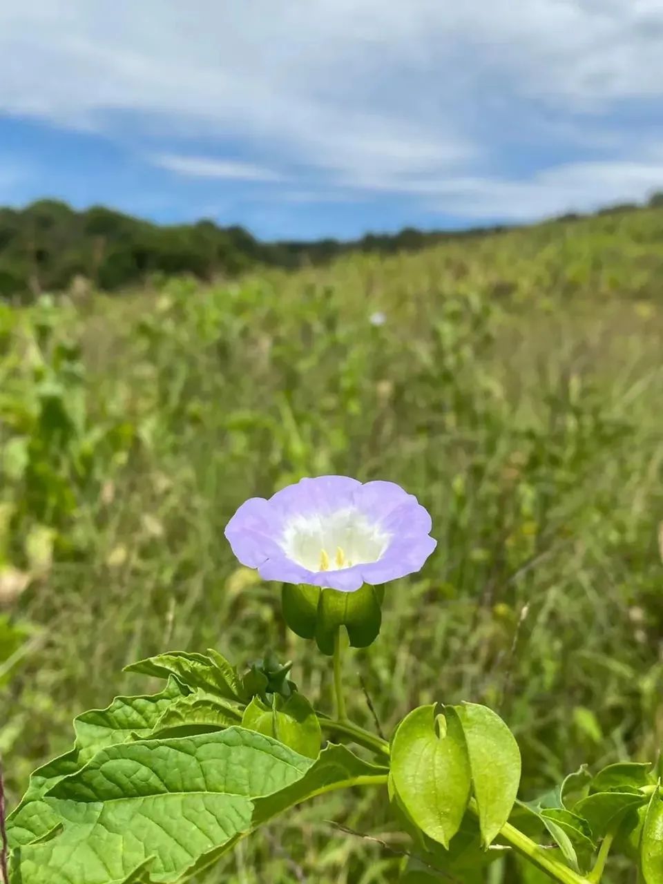 Imóvel para venda com 1000 metros quadrados em Rio de Una - Ibiúna - SP
