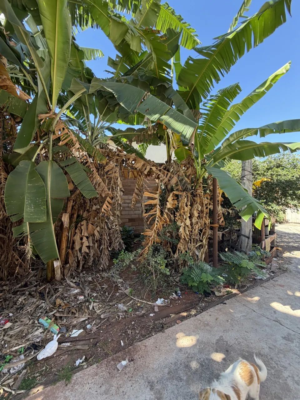 Lote Jardim América 453,60 m² - Foto 4