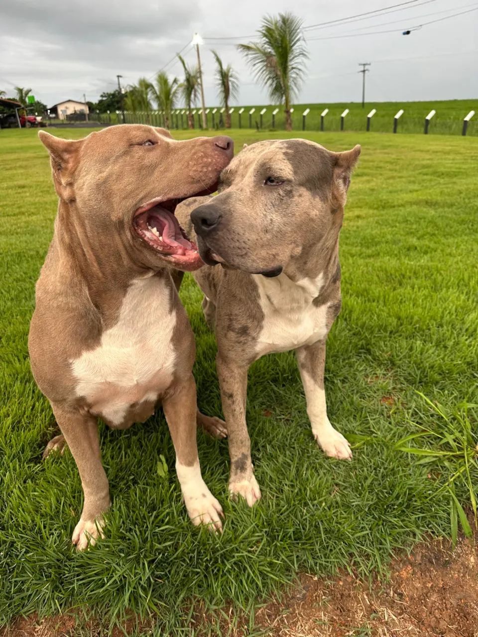 AMERICAN BULLY XL - Foto 2