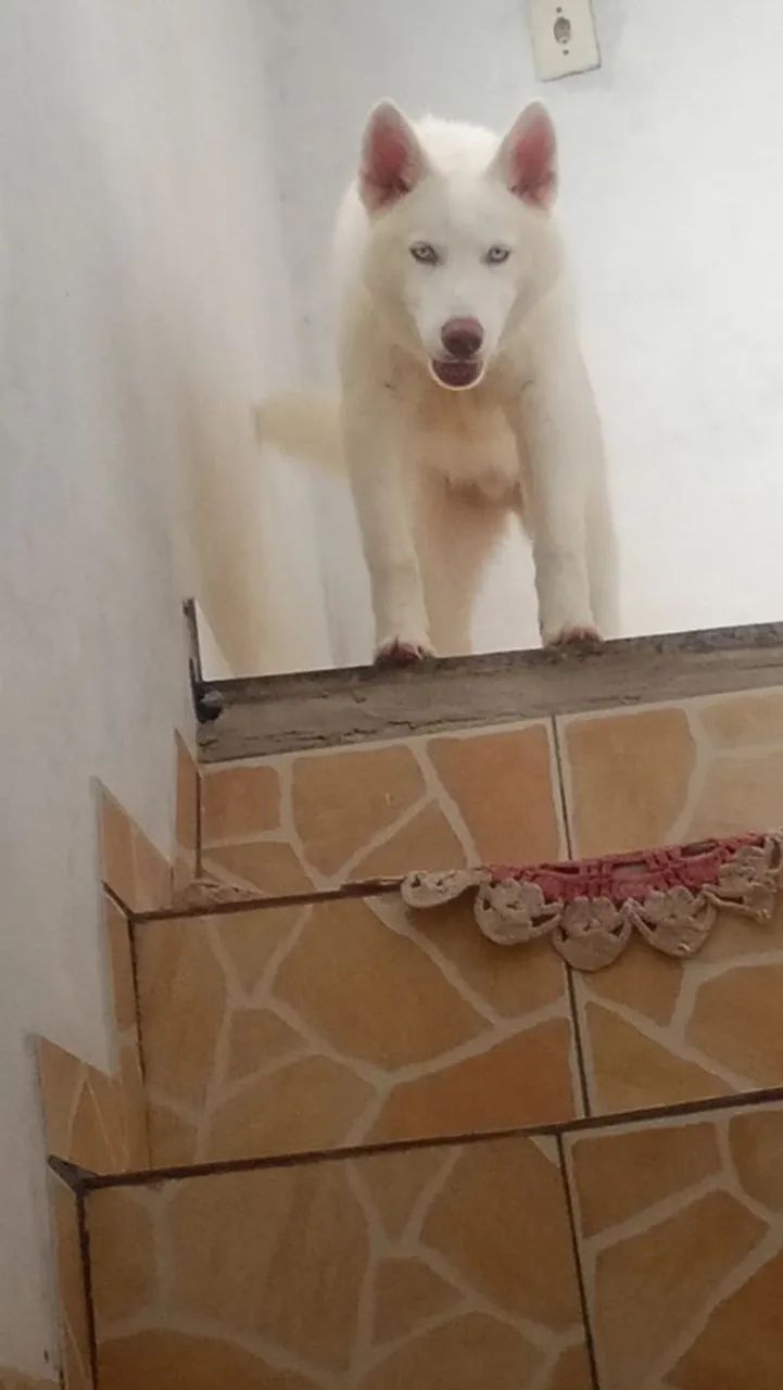 Husky siberiano  - Foto 2