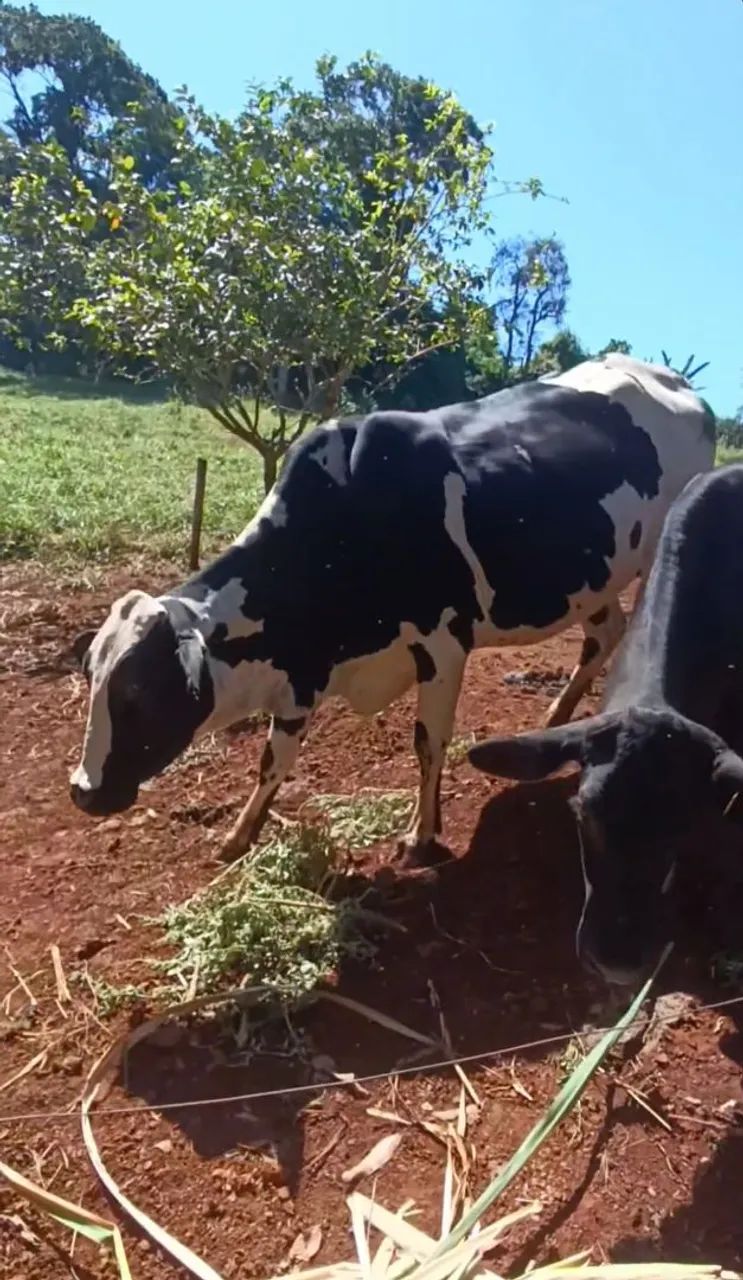 VENDO VACA 