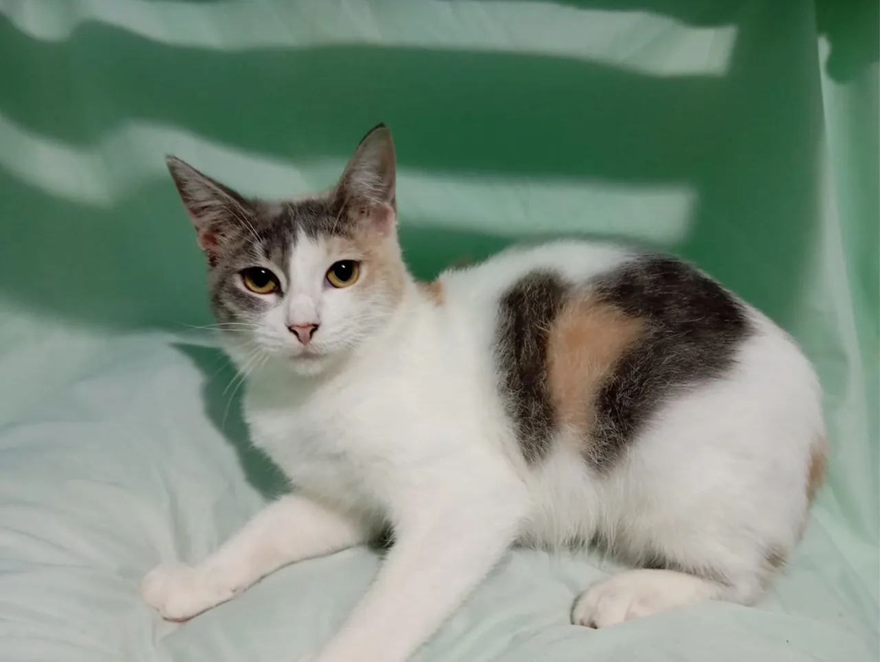 Gata filhote MUITO carinhosa castrada para adoção 