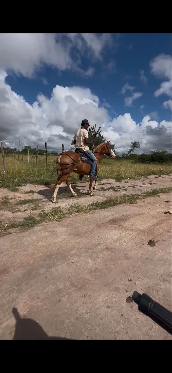 Égua mangalarga natural de marcha picada à venda