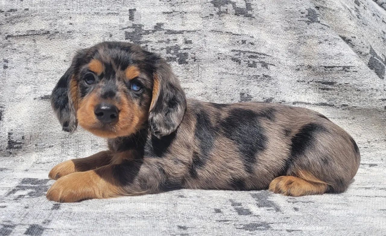 Dachshund macho pelo longo  - Foto 2