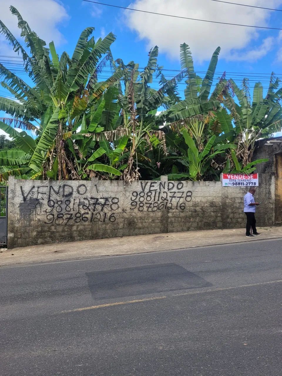 Vendo cajazeira V * , grande