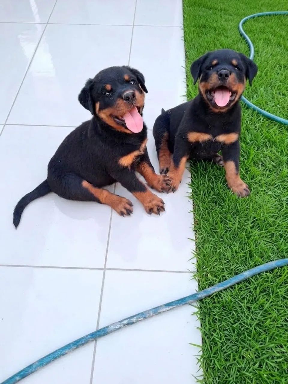 Flhotes de Rottweiler com CBKC