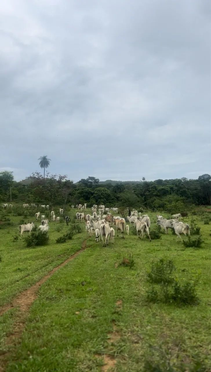 Fazenda Produtiva - Foto 9