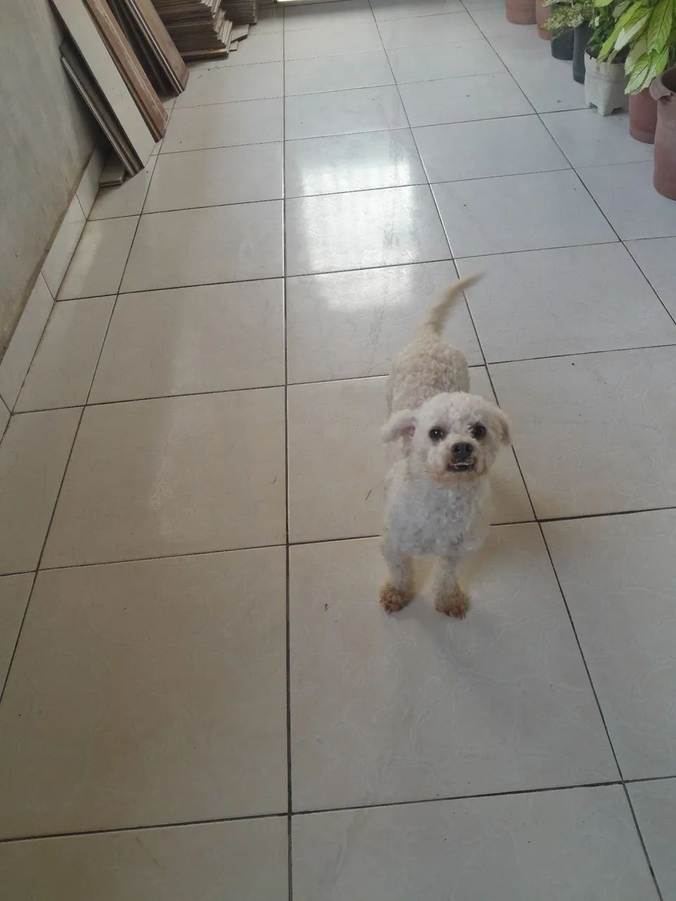 Cachorro maltês  - Foto 2