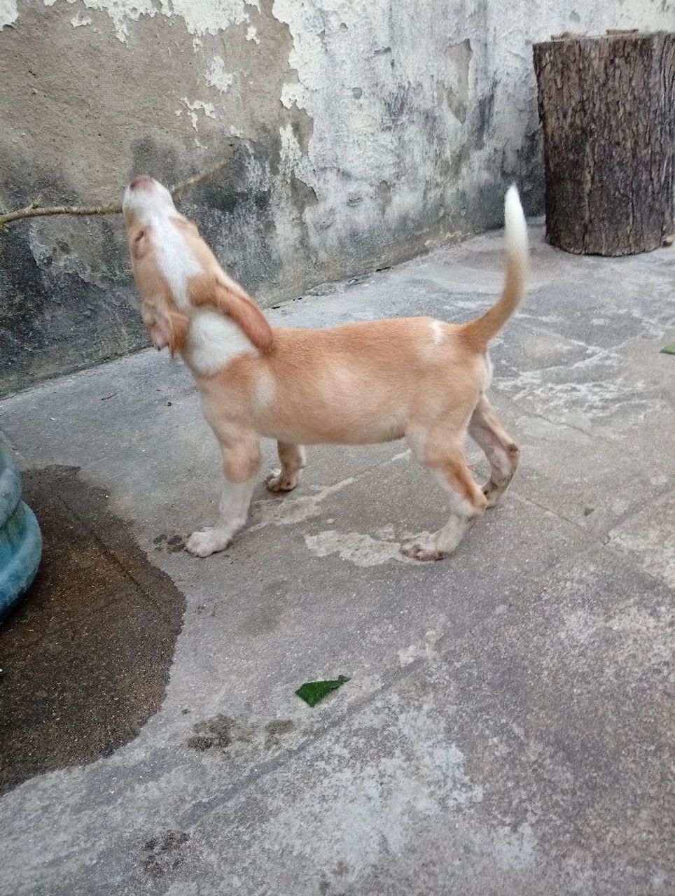 Doação filhote de 2 meses macho  - Foto 2