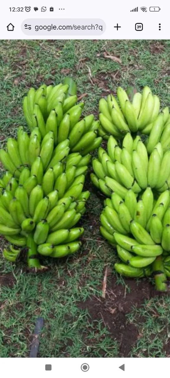 Mudas de bananeiras Rizomas ( muda arrancada) - Foto 3