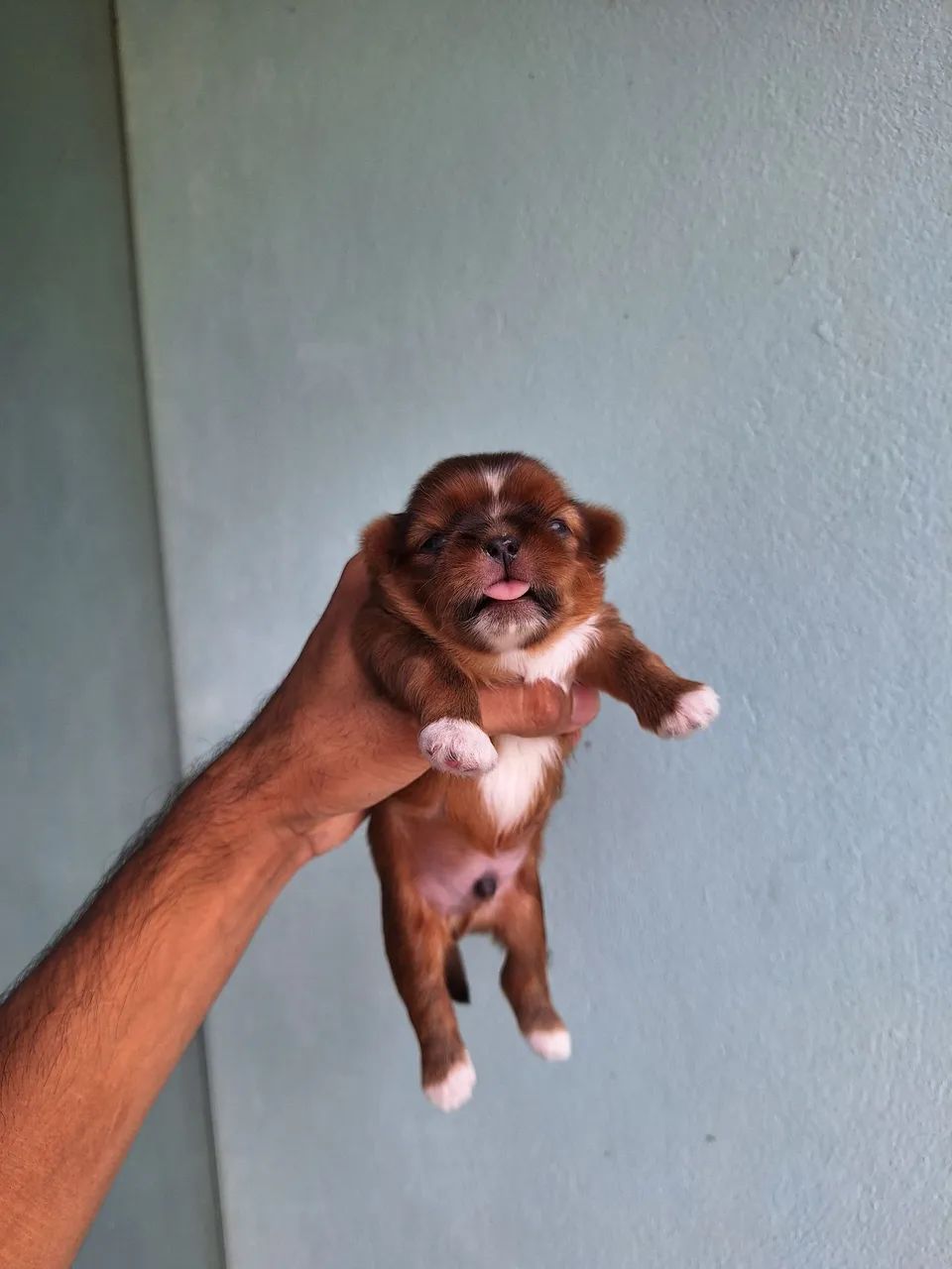Filhote de shihtzu - Foto 2