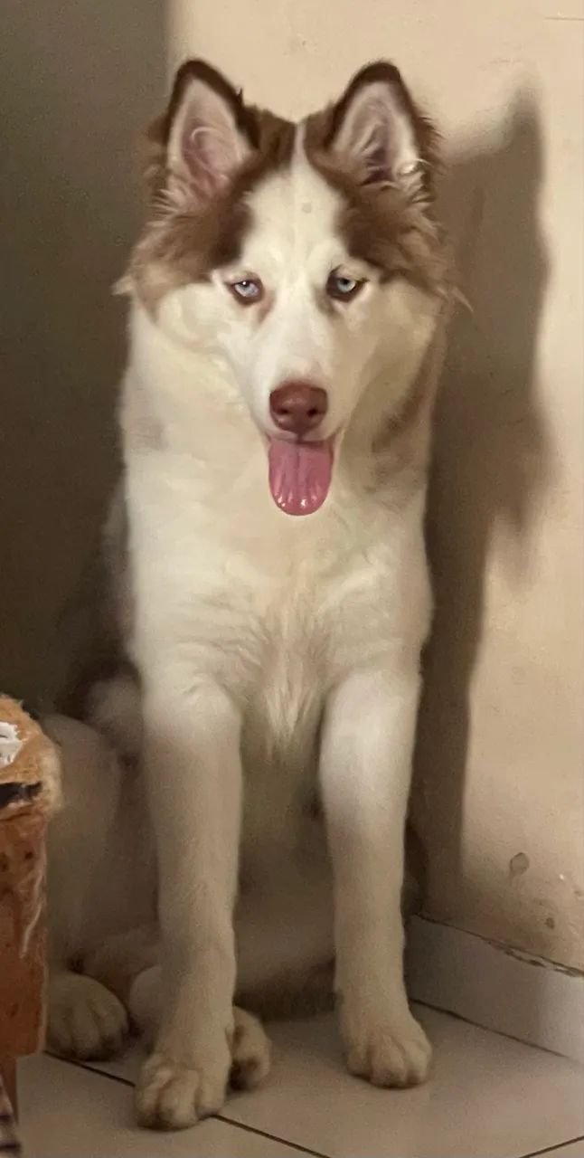 Husky siberiano Wooly  - Foto 3