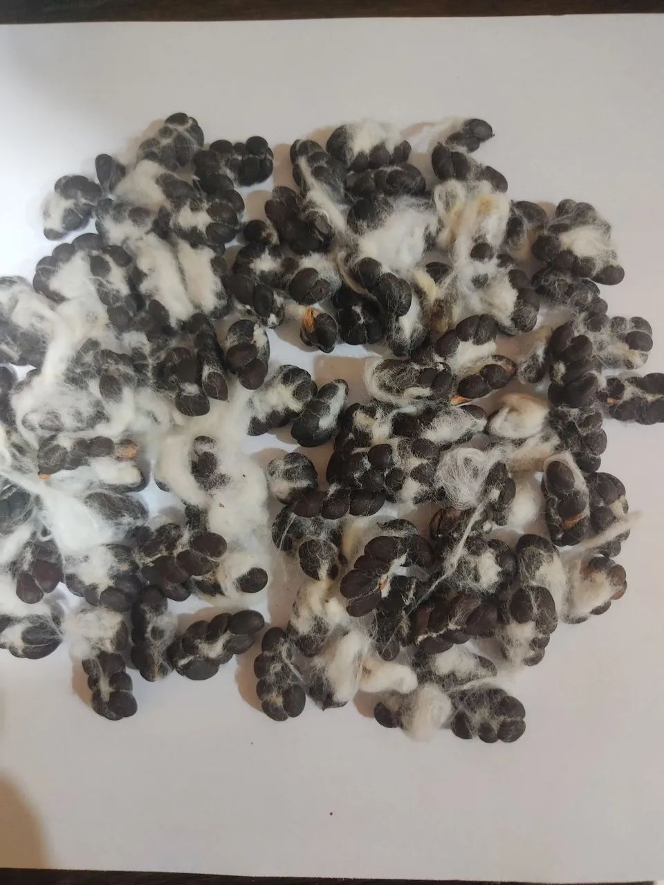 115 sementes de algodão Germinação rápida  - Foto 2