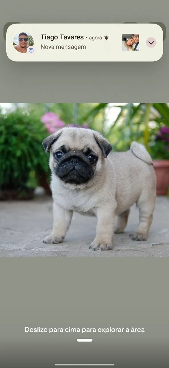 Cachorro raça Pug  - Foto 2