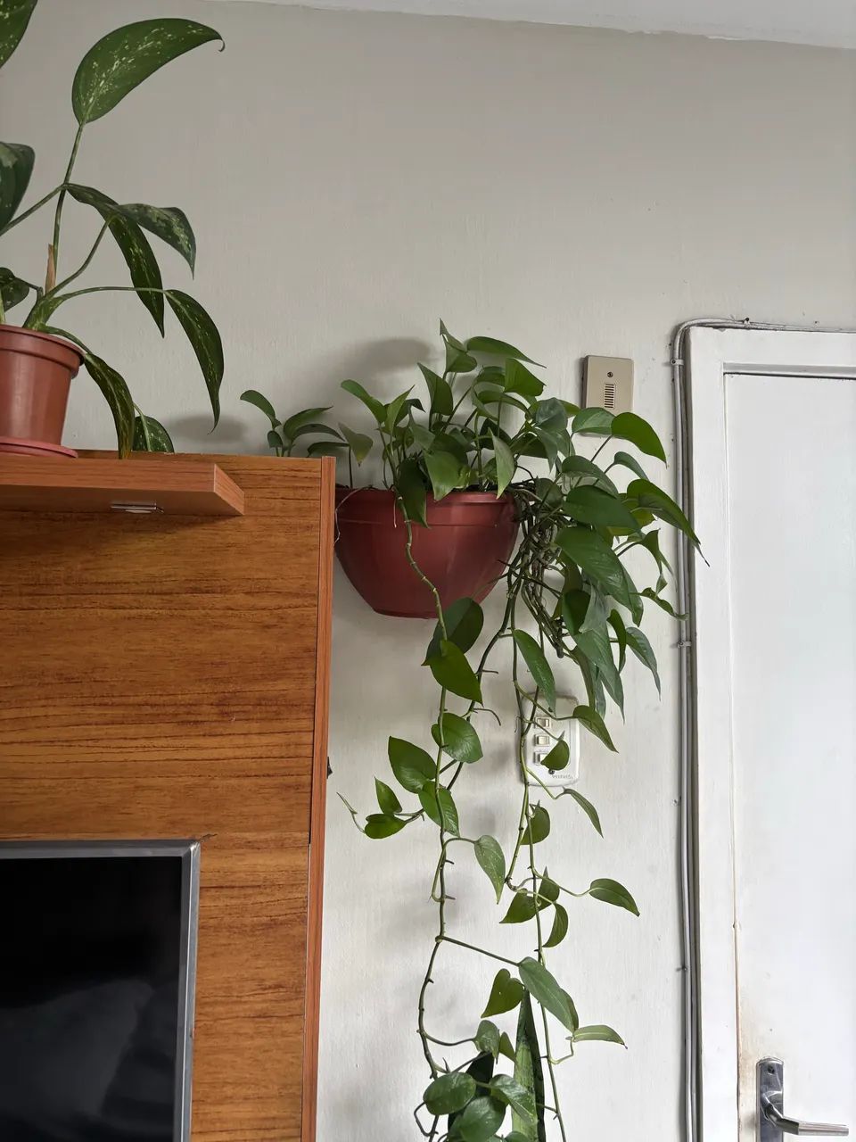Jiboia adulta em vaso de parede - Foto 2