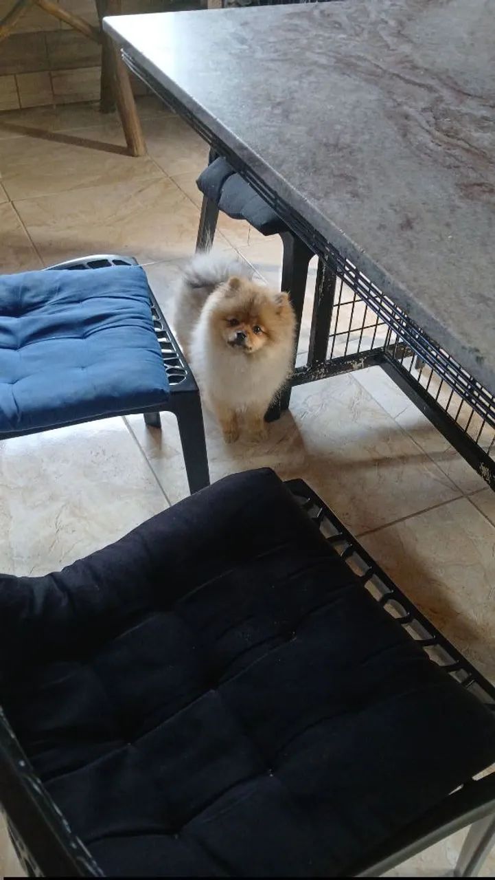 Cachorra  - Foto 2