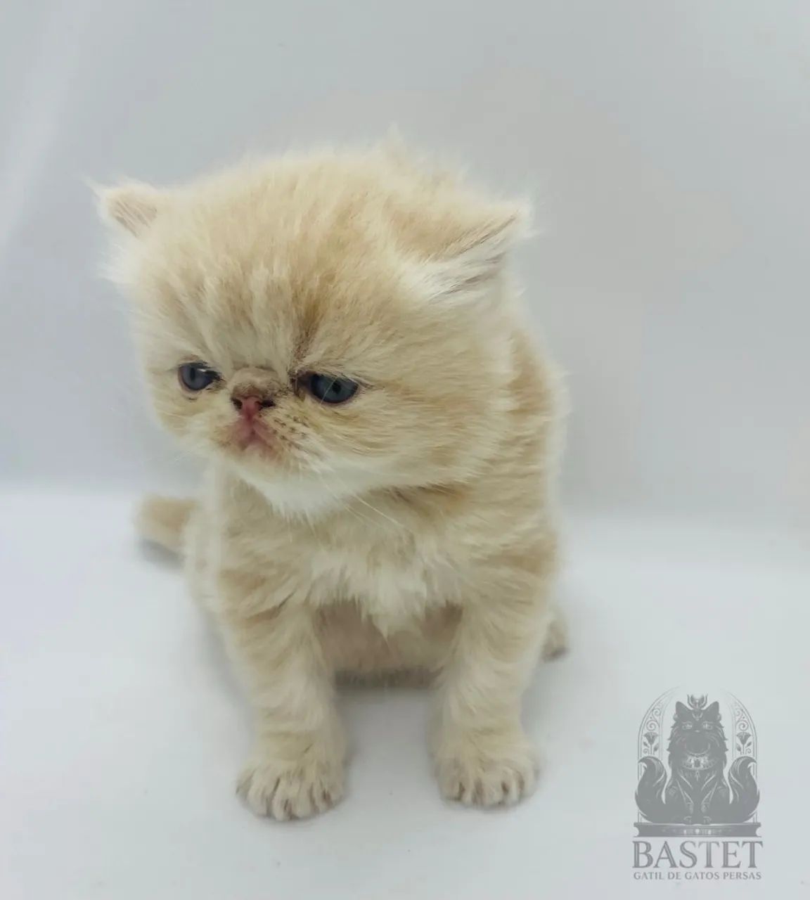 Gato Persa Macho  - Pedigree - Foto 3
