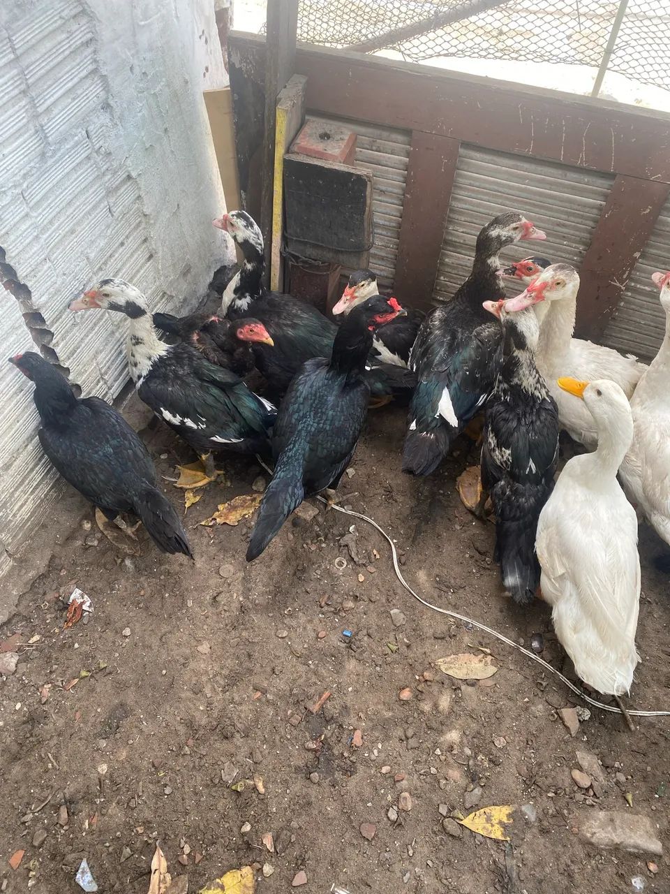 Patos e galinha - Foto 2