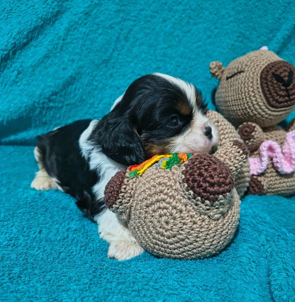 Cavalier King Charles Spaniel  - Foto 4