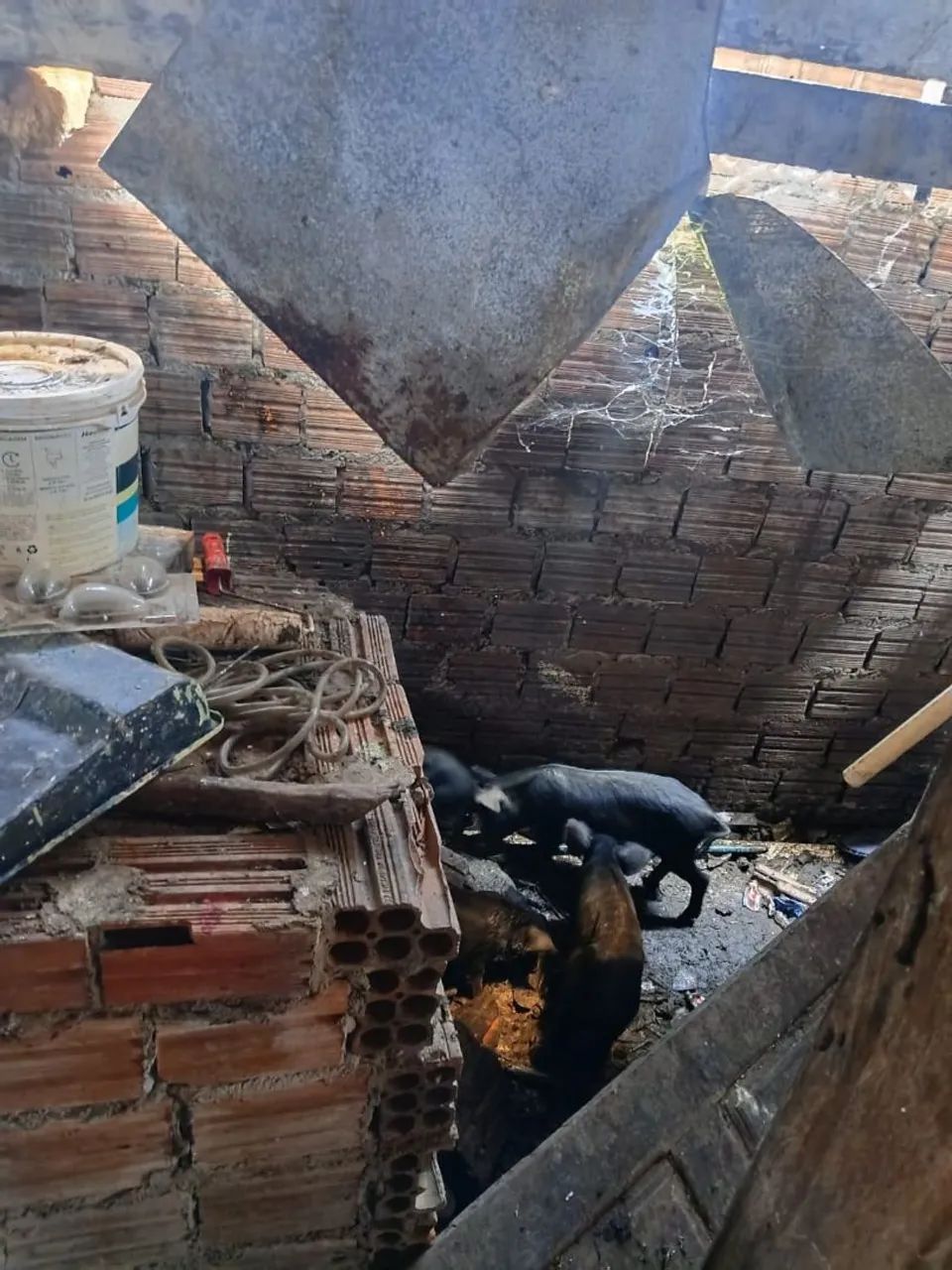 Porcos - Foto 2
