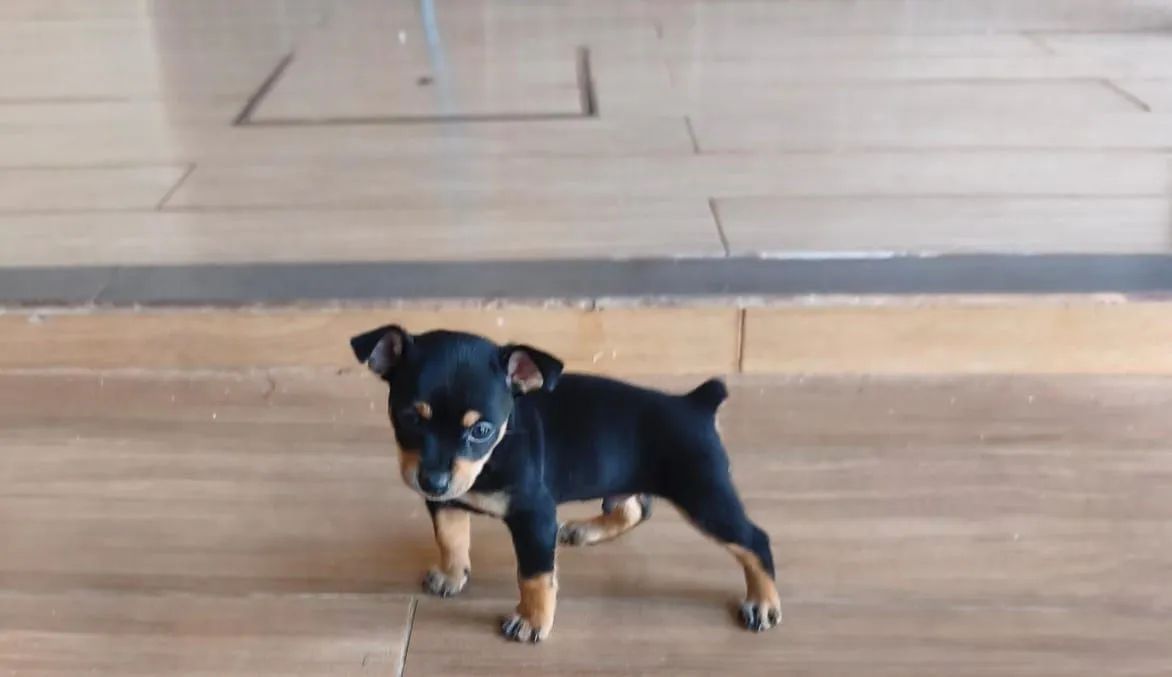 Pinscher  (tamanho 1)