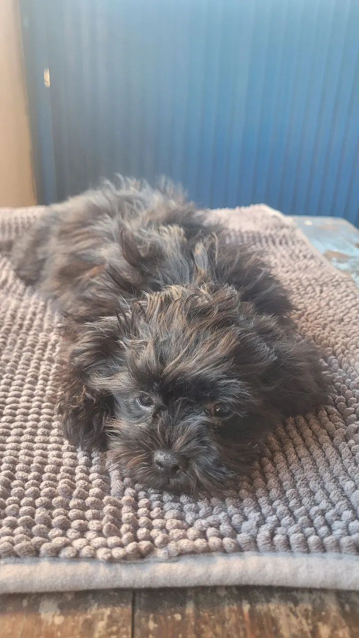 shihtzu  - Foto 2