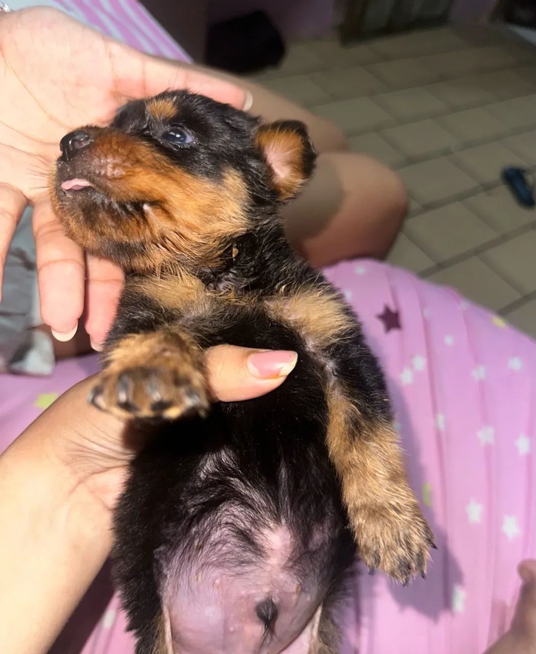 vende filhotes de rotweiller - Foto 4