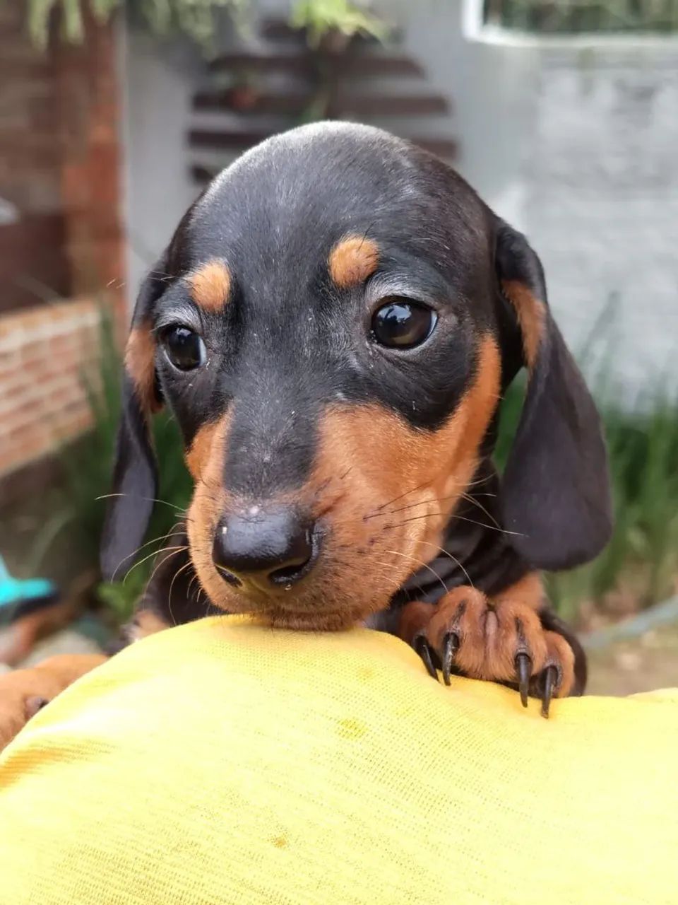 dachshund
