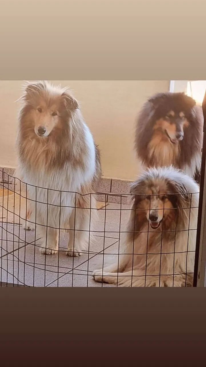 Collie pelo longo (rough collie) - Lassie - Foto 6