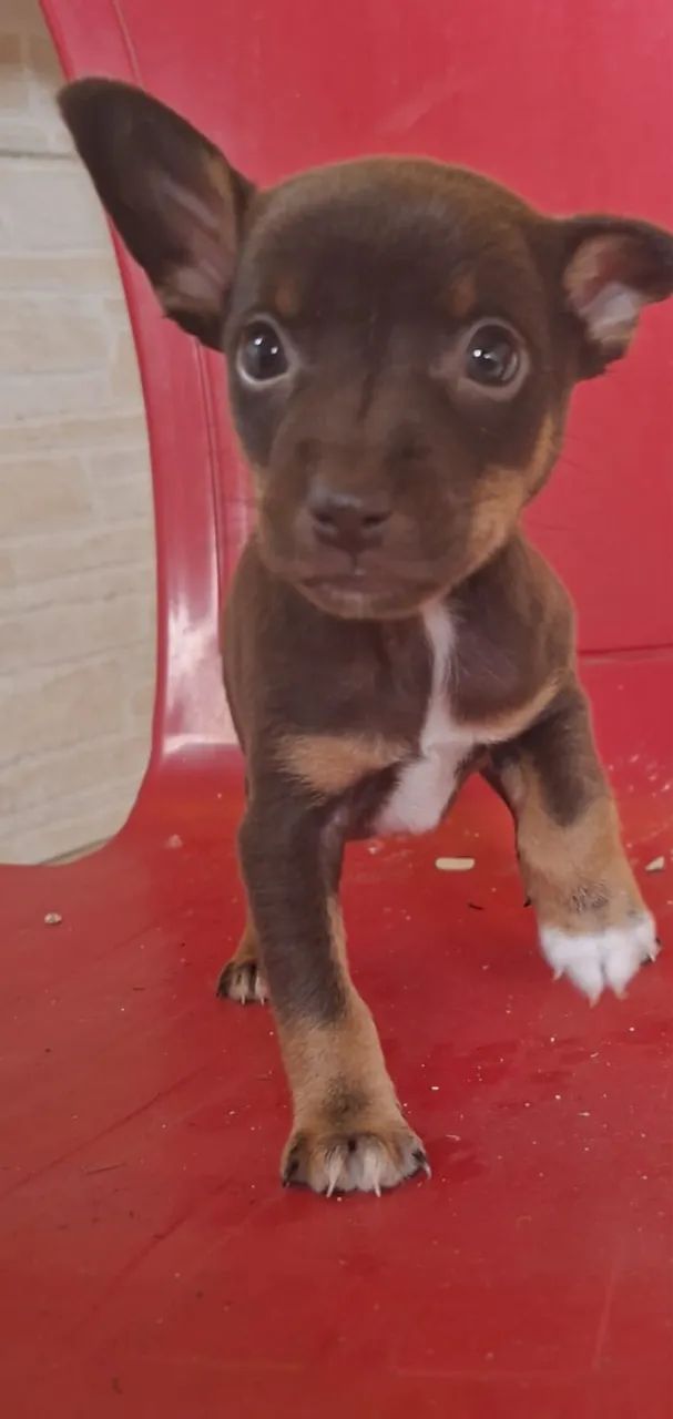 Animais - Foto 2