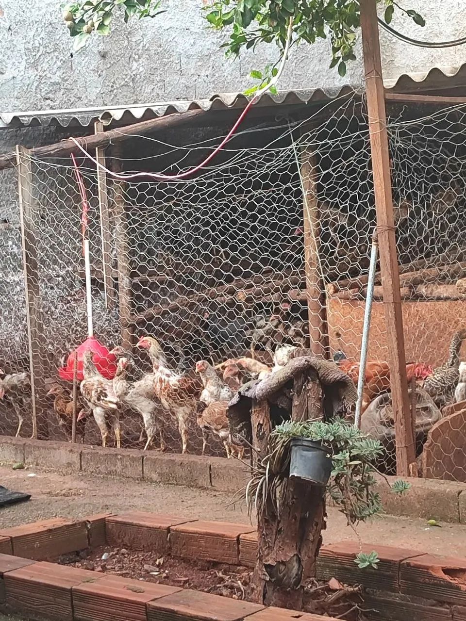 Frangos caipira puro - Foto 2