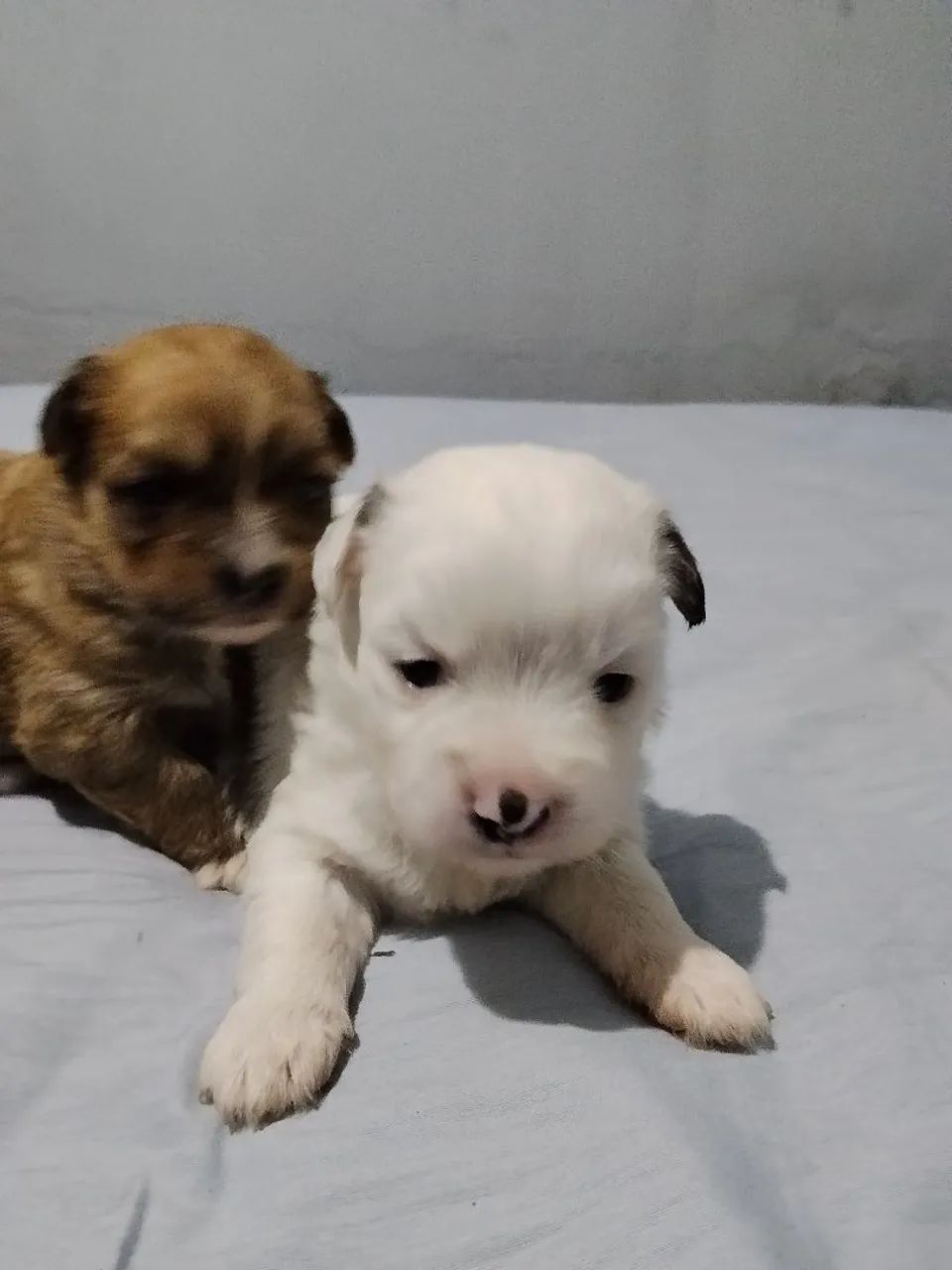 Filhotes de lhasa