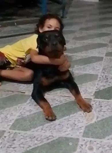 Filhotes de Rottweiler Cabeçudos  - Foto 4