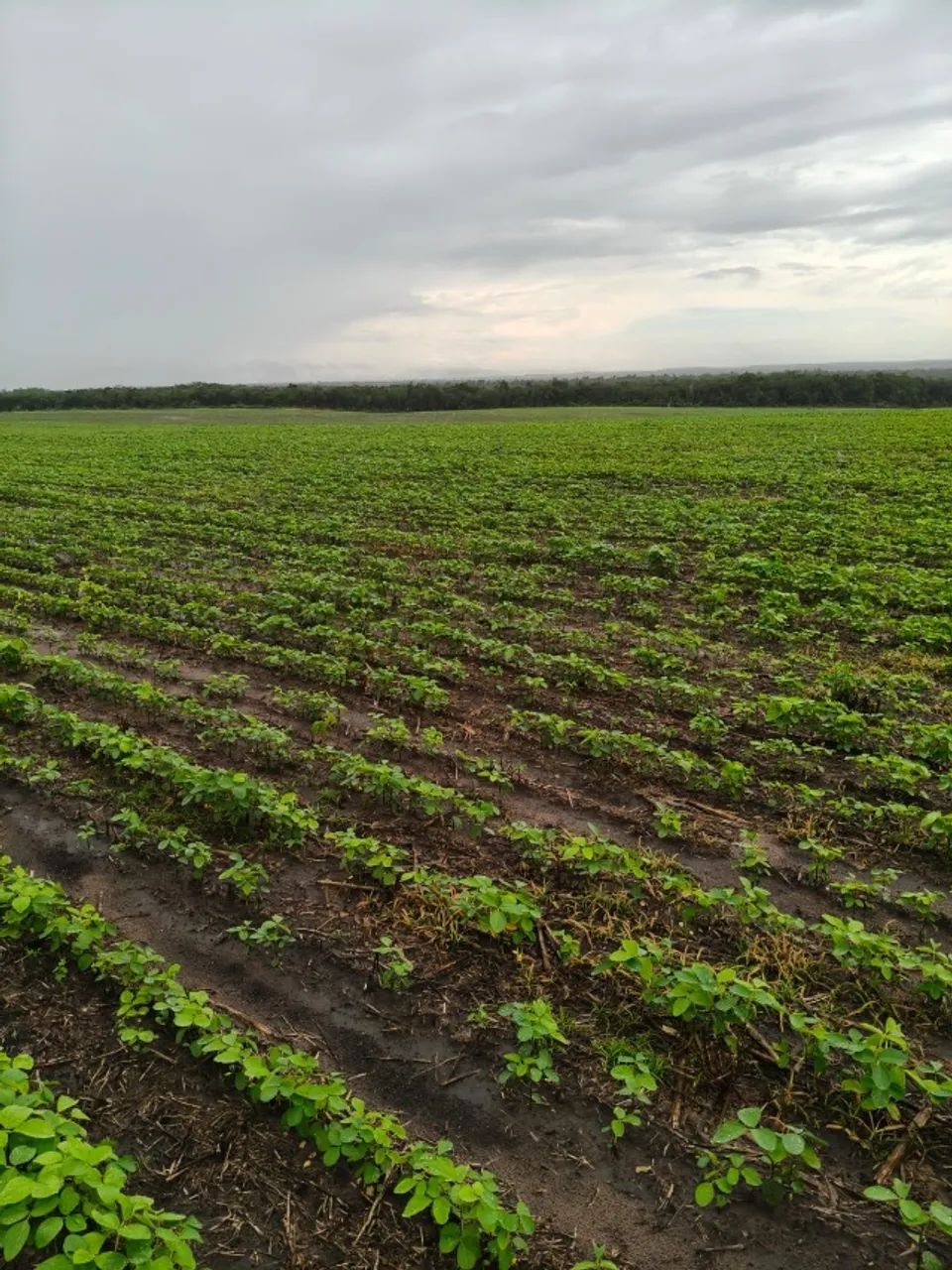 Fazenda em Codó MA - Foto 4