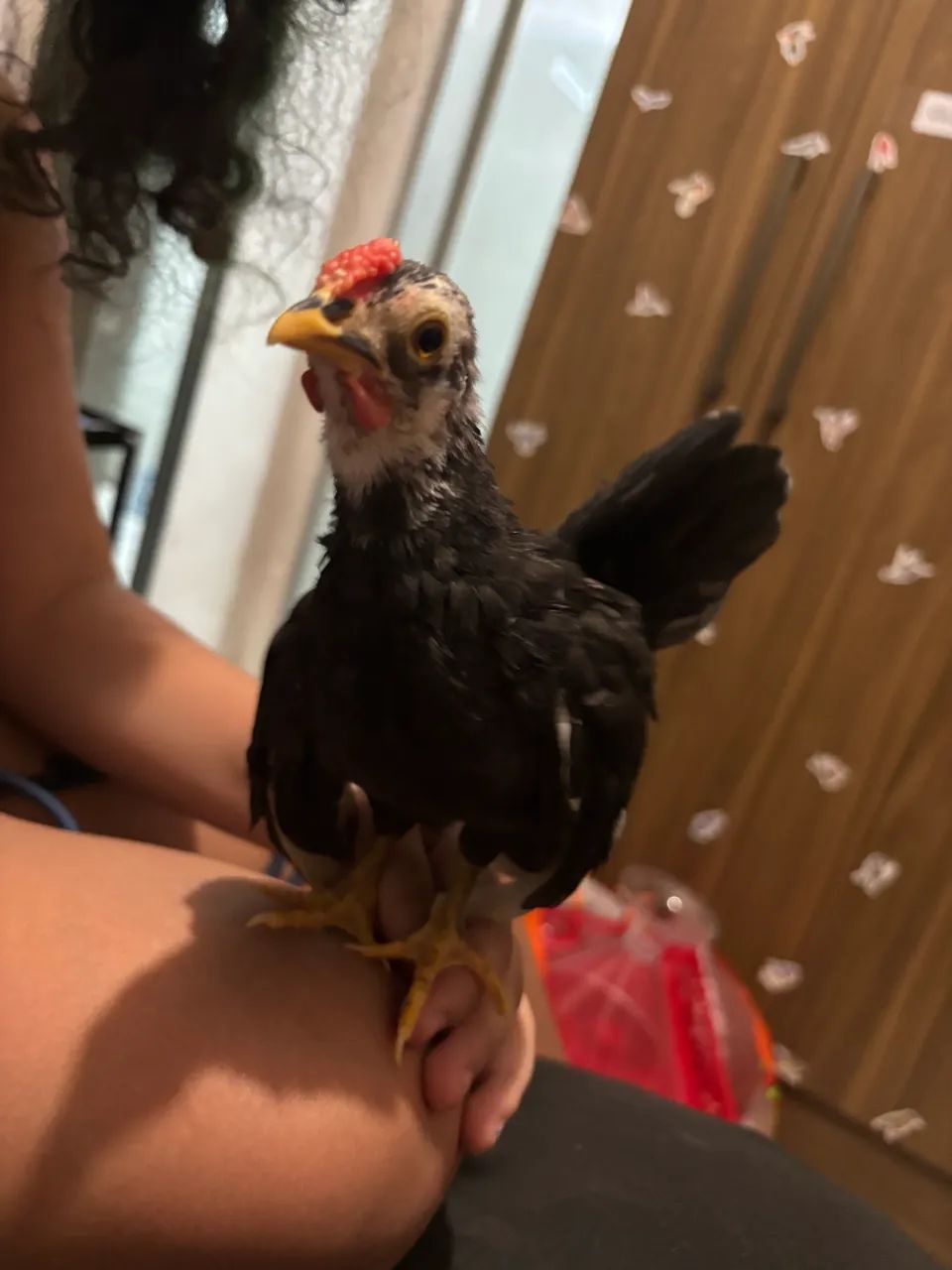 Pintinho de Garnizé Galinha Mini - Foto 2