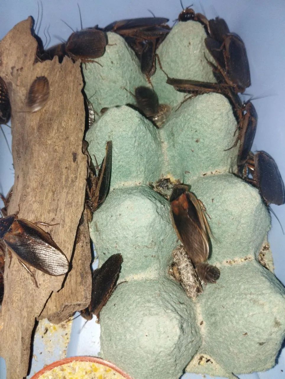 Alimento vivo - Blaptica Dúbia Barata 