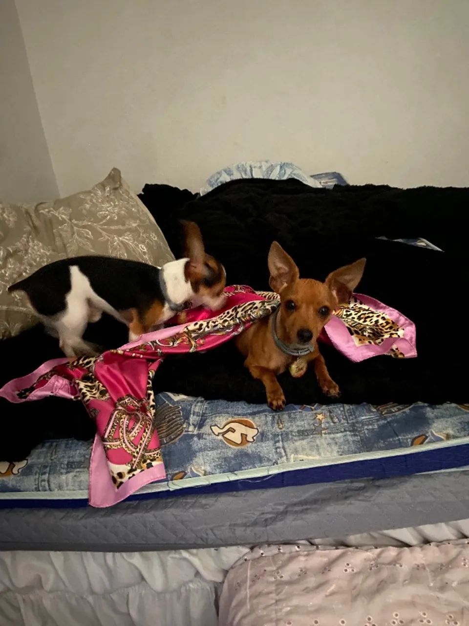 Filhote Pinscher  - Foto 3