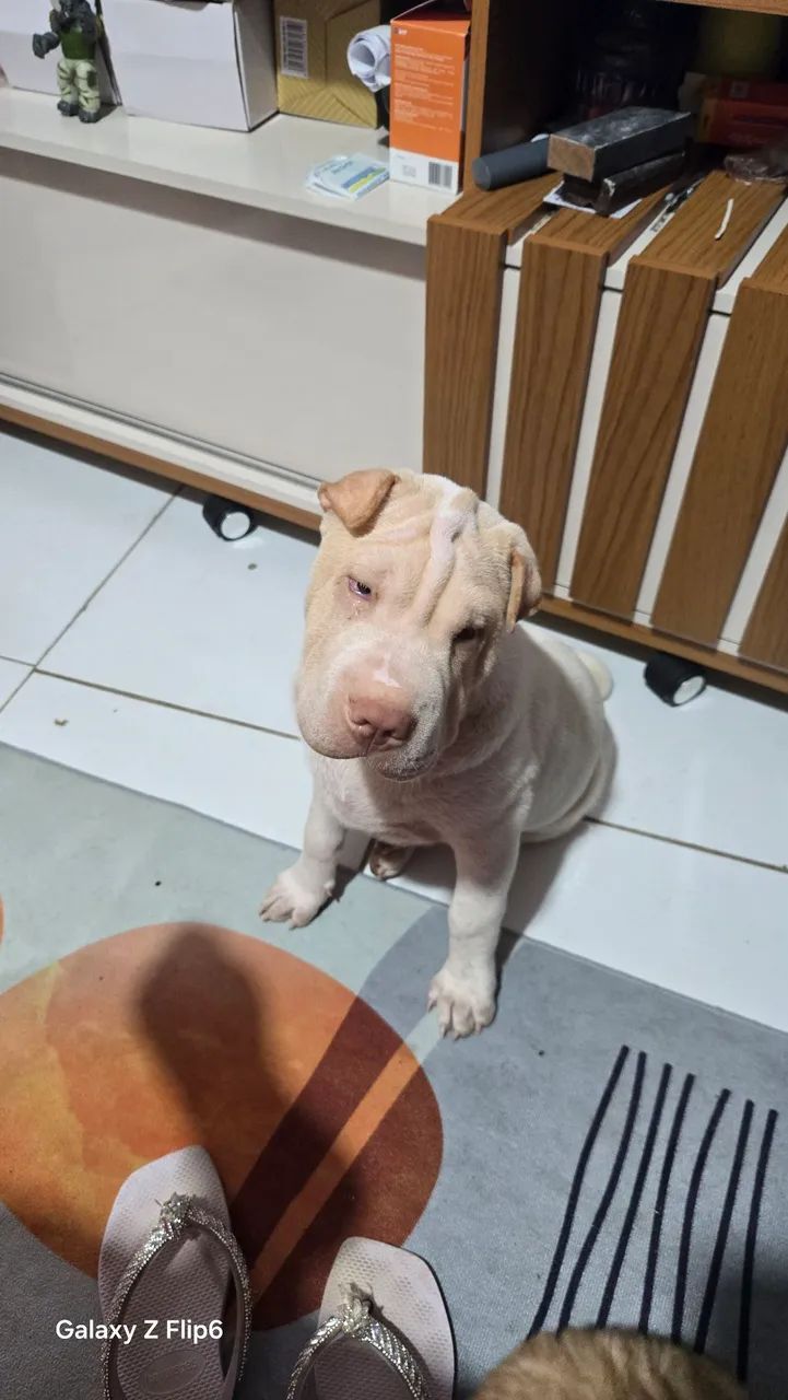 Cachorro 