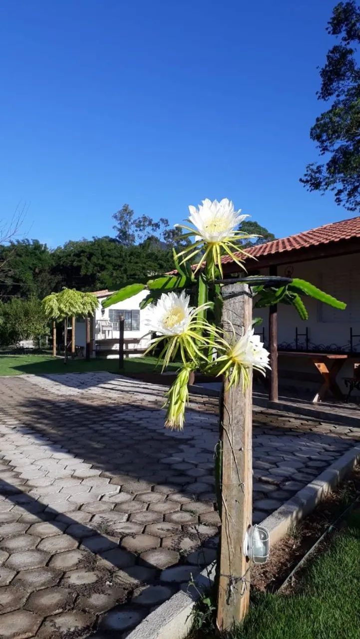 Vendo chácara em Gonçalves  - Foto 4