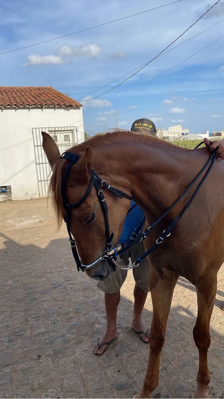 Égua mestiça Qm pronta 
