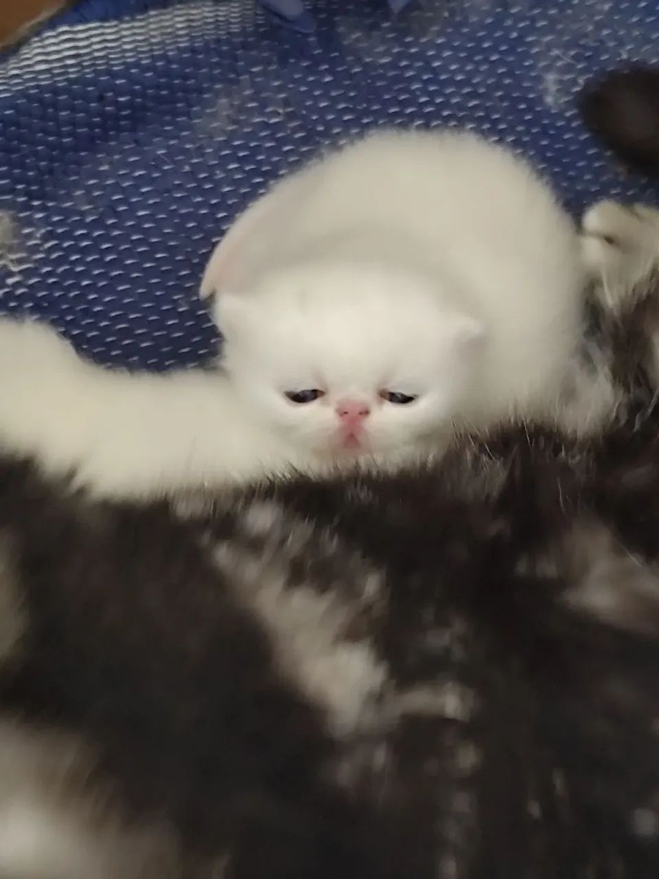 Gato persa - Foto 2